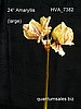 24" Amaryllis (large)  ( $7.40 )